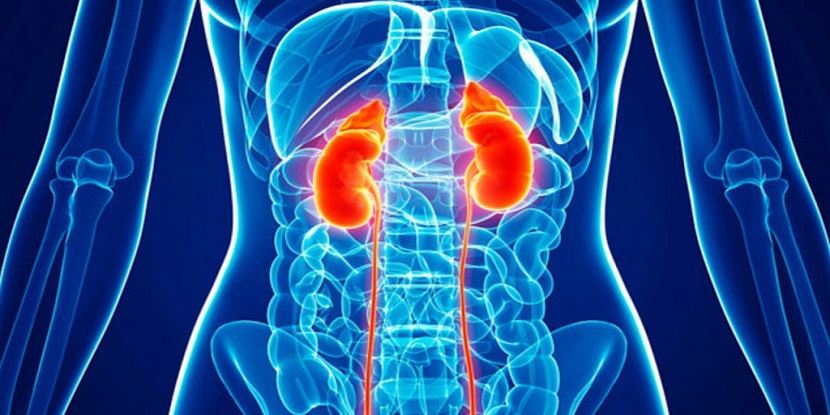 Kidney diseases