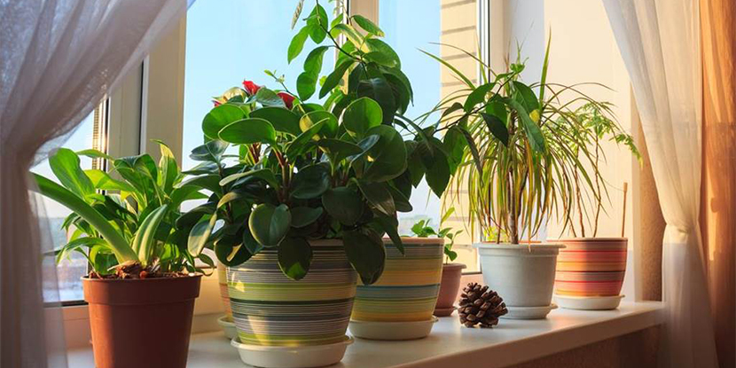 Plants at Home