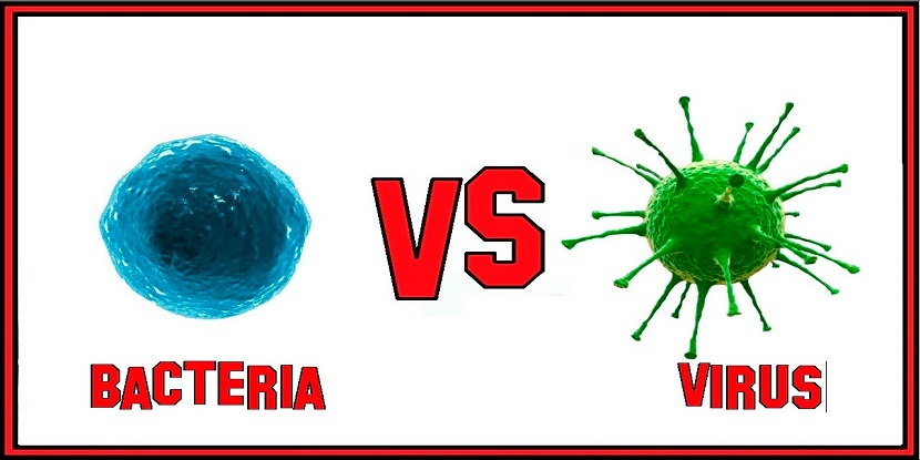 virus and bacteria