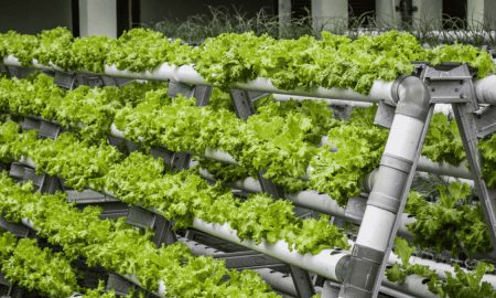 Vertical Farming And Its Use Case In Pakistan