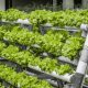 Vertical Farming And Its Use Case In Pakistan