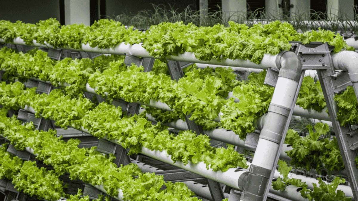 Vertical Farming And Its Use Case In Pakistan