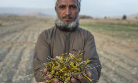 locust attacks