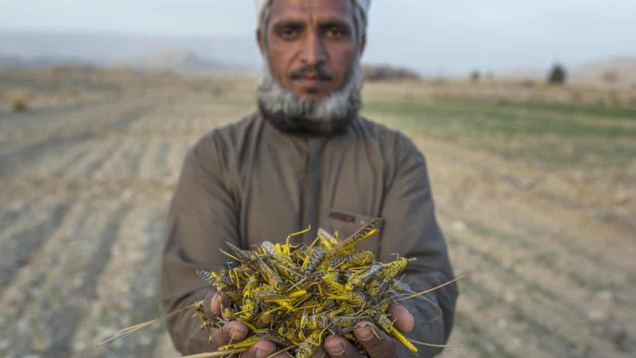 locust attacks