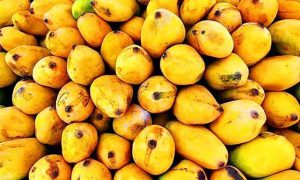 mango grower