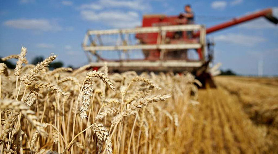 Sale of wheat to mills