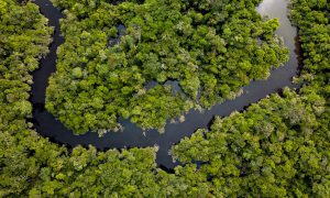 World Rainforest Day