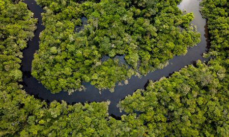 World Rainforest Day