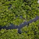 World Rainforest Day