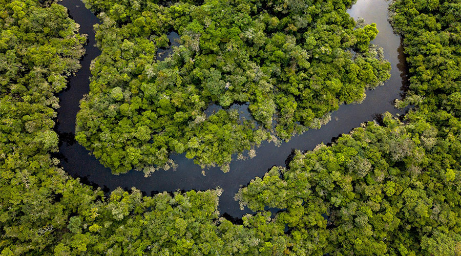 World Rainforest Day