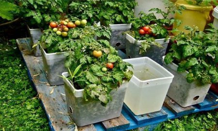 grow vegetables at home