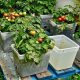 grow vegetables at home