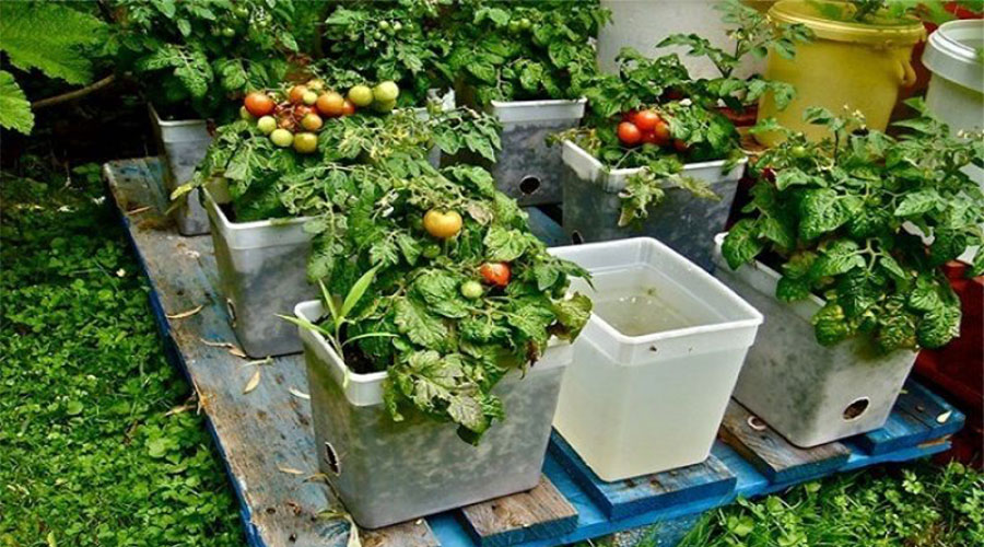 grow vegetables at home