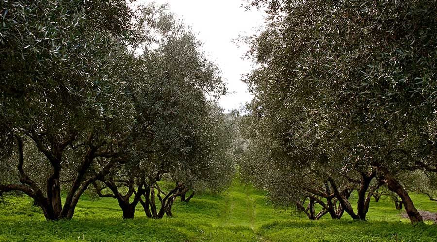 Pakistan olive oil