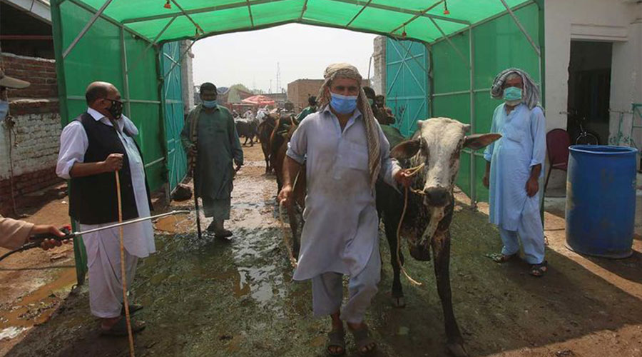 cattle markets