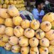 Japan import of mangoes