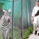 Animals in cages Islamabad High Court