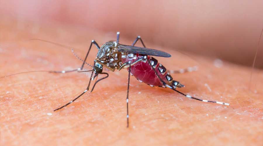 Dengue larvae found Rawalpindi