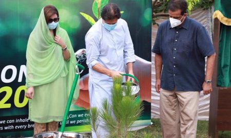 Imran tree plantation drive