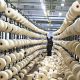 Cotton prices Pakistan orders