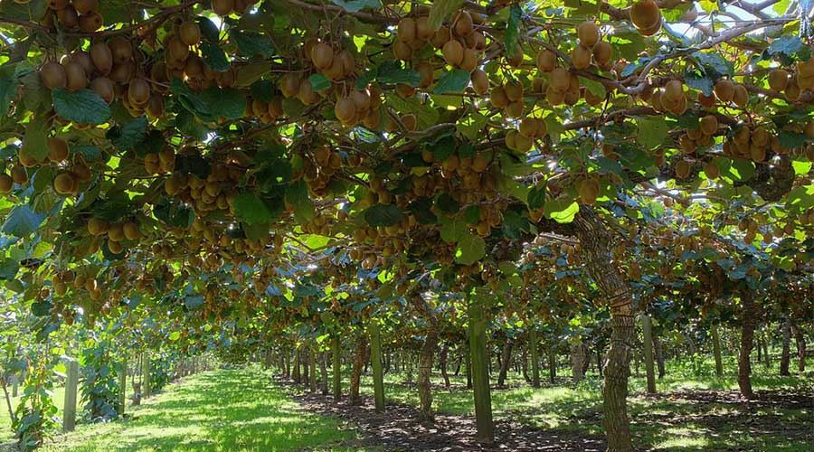 Kiwi fruit in Mansehra