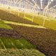 tech based farms