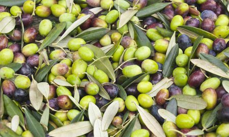 Olive cultivation Pakistan