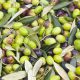 Olive cultivation Pakistan