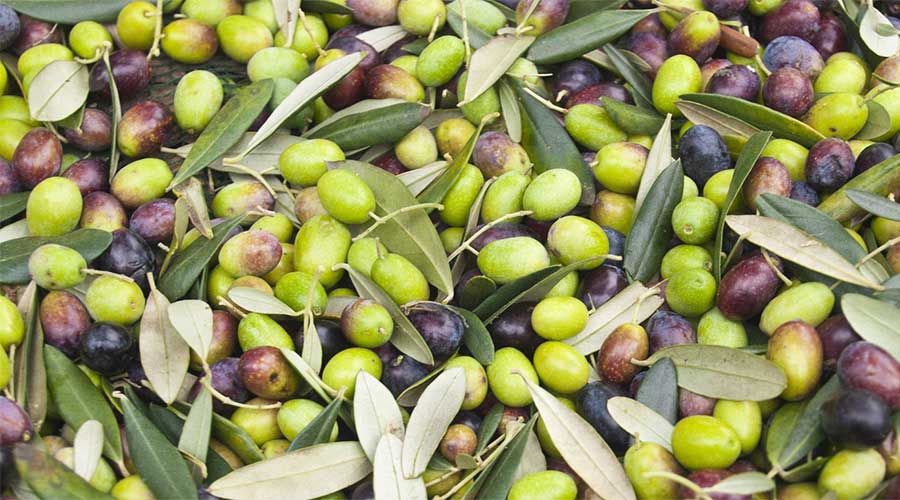 Olive cultivation Pakistan