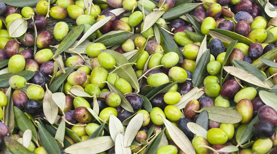 Olive cultivation Pakistan