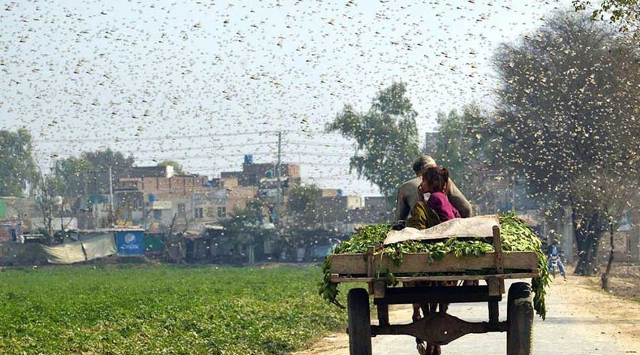 Pakistan Locust