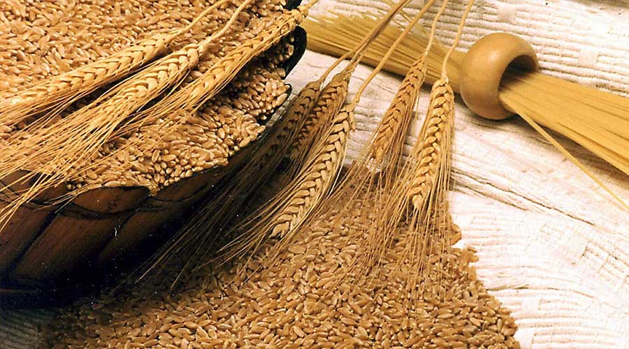 Punjab K-P wheat