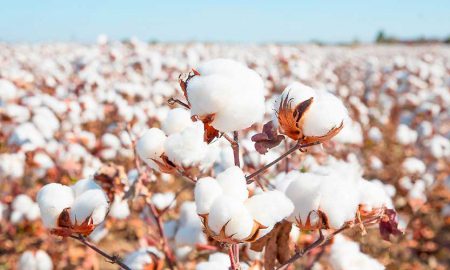 COVID-19 cotton rates