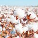 COVID-19 cotton rates