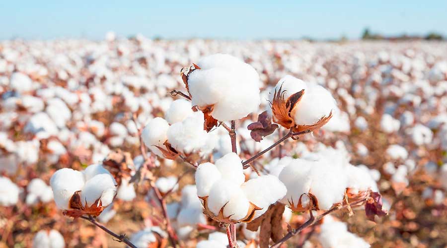 COVID-19 cotton rates