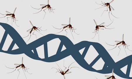 Genetic engineering malaria