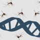 Genetic engineering malaria