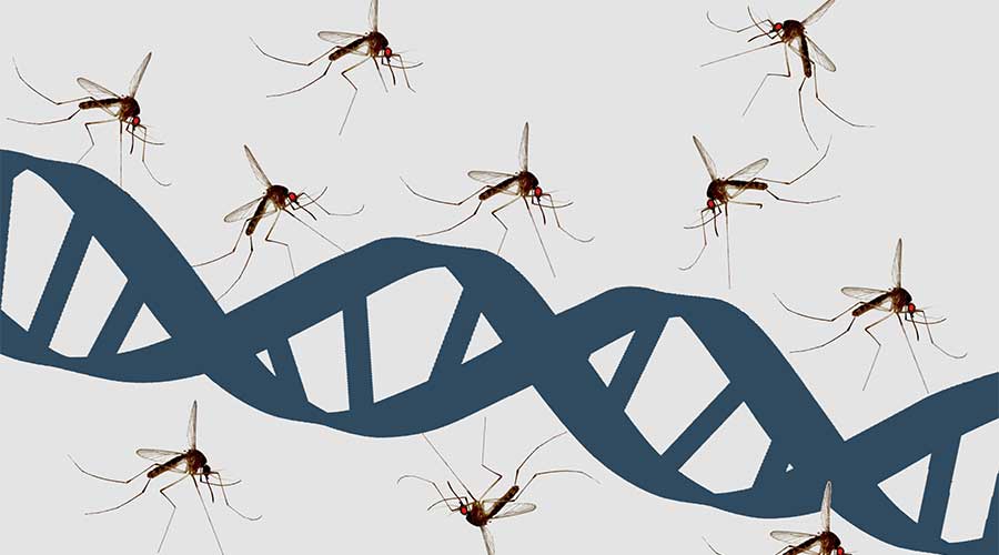 Genetic engineering malaria