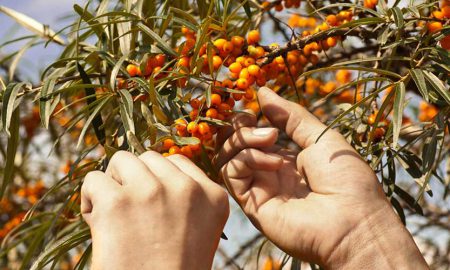 Sea buckthorn