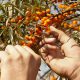 Sea buckthorn