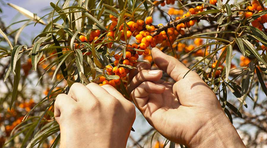 Sea buckthorn