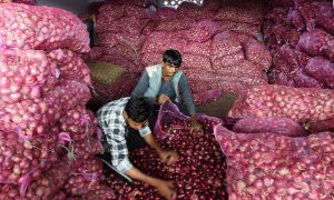 onion export