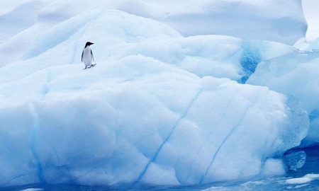 Antarctica coronavirus