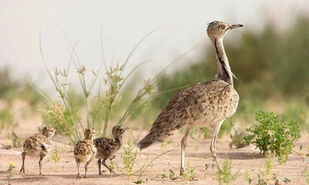 Houbara Bustard