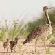 Houbara Bustard