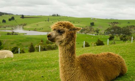 llama coronavirus