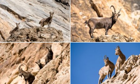 Himalayan ibex Hunza valley