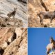 Himalayan ibex Hunza valley