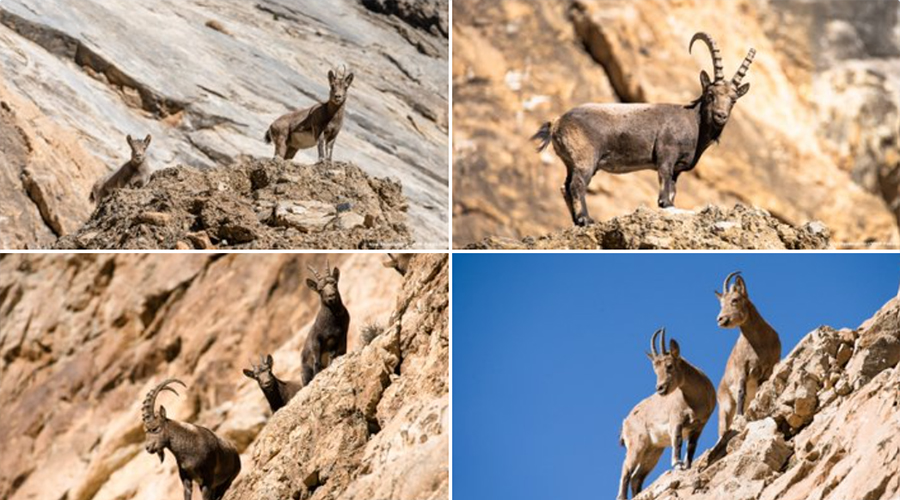 Himalayan ibex Hunza valley