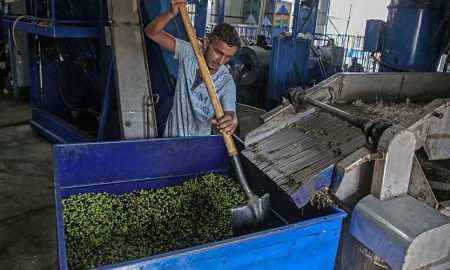 olive extraction plants